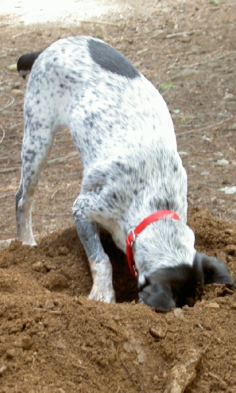 Dog Digging Dirt Live WP截图3