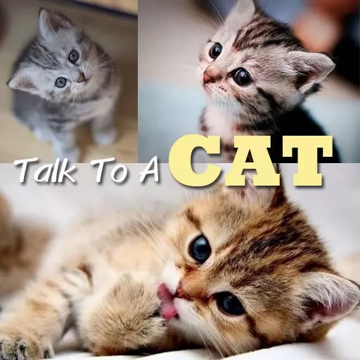 Talk to a Cat截图2