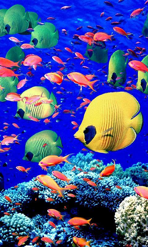 Coral Reefs HD Live Wall...截图1