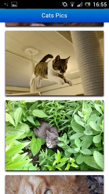 Cats Pics截图3