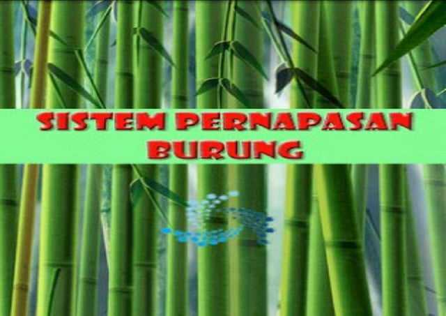 Sistem Pernapasan Burung截图1