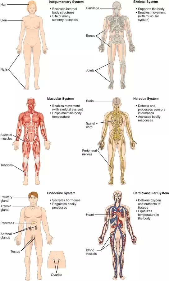 Human Anatomy Atlas Free截图1