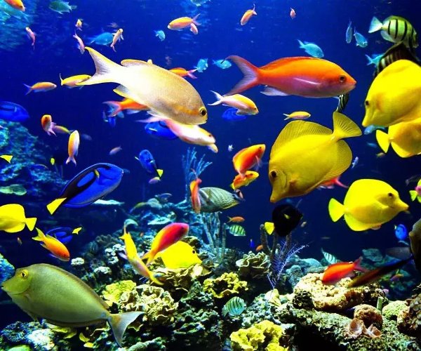 3D Underwater World截图3