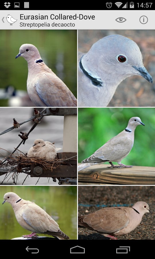 Bird Watcher截图6