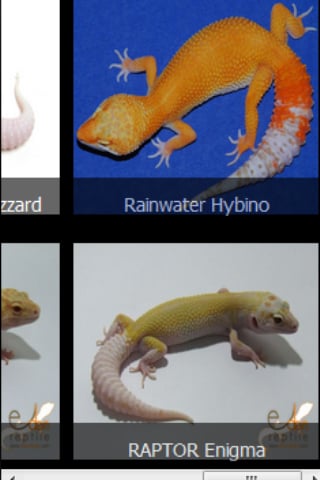 Leopard Gecko Morphs 101截图6