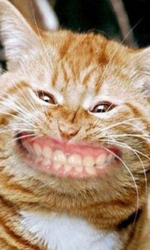 Cat Smiling Huge Live WP截图1