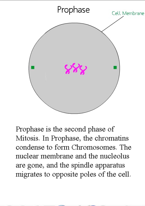 Xtreme Mitosis截图1