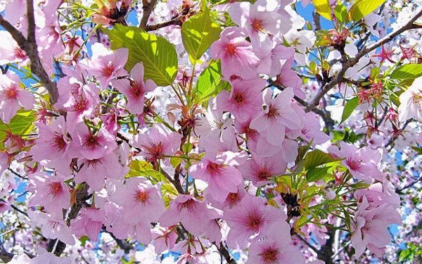 3D Cherry Blossoms截图1