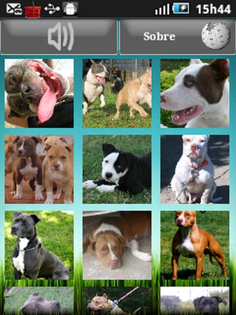 foto pitbull截图2