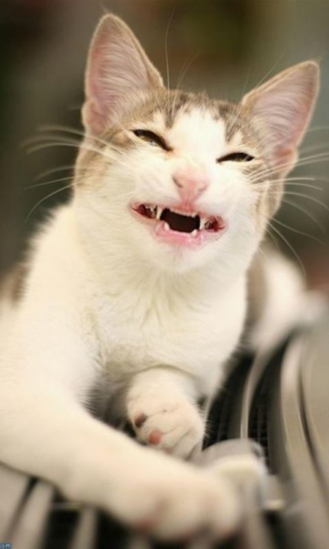 Cat Smiling Huge Live WP截图4