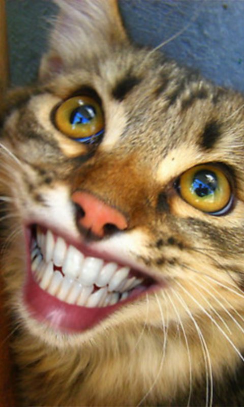 Cat Smiling Huge Live WP截图2