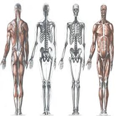 Human anatomy Basic截图1