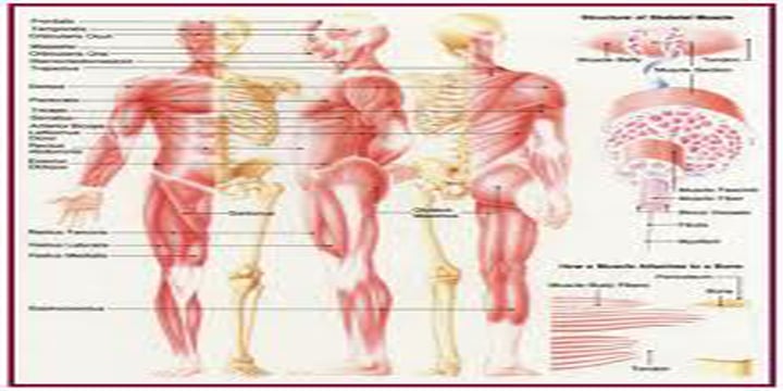 Human anatomy Basic截图3