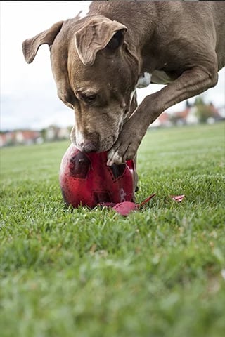 Dog Training截图1