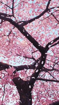 The Sakura[TRIAL]截图