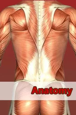 Muscles anatomy free截图3