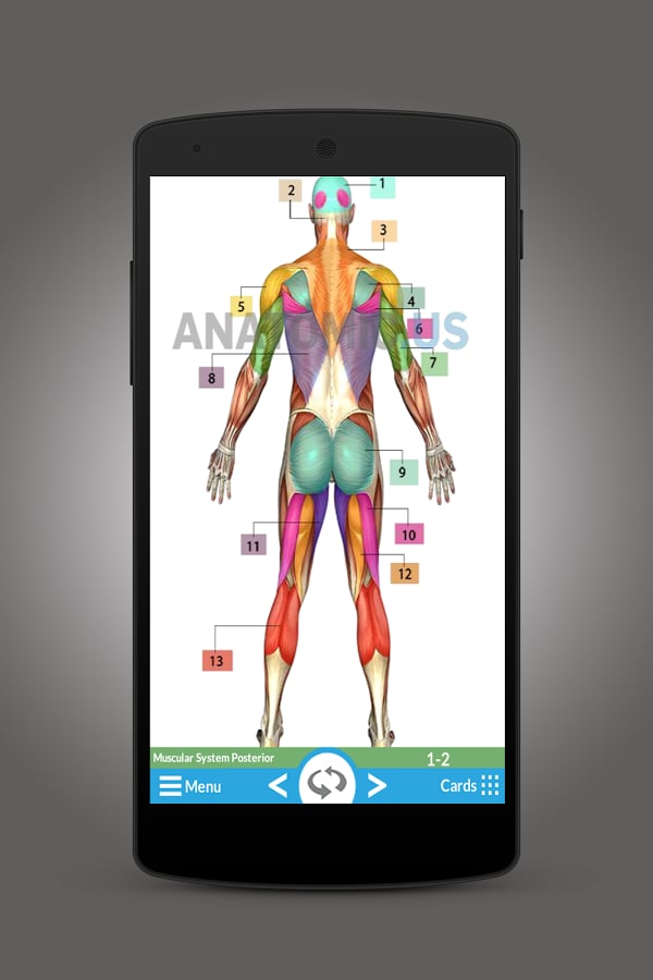 Anatomy Of Muscles截图1