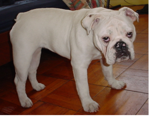 Bulldog Breeds!截图2