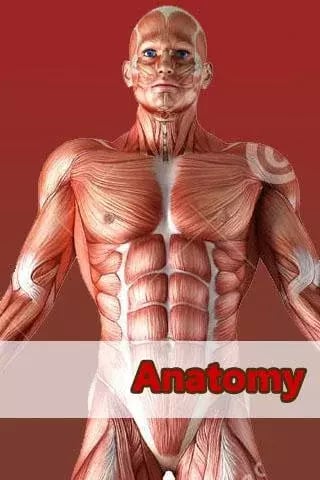 Muscles anatomy free截图1