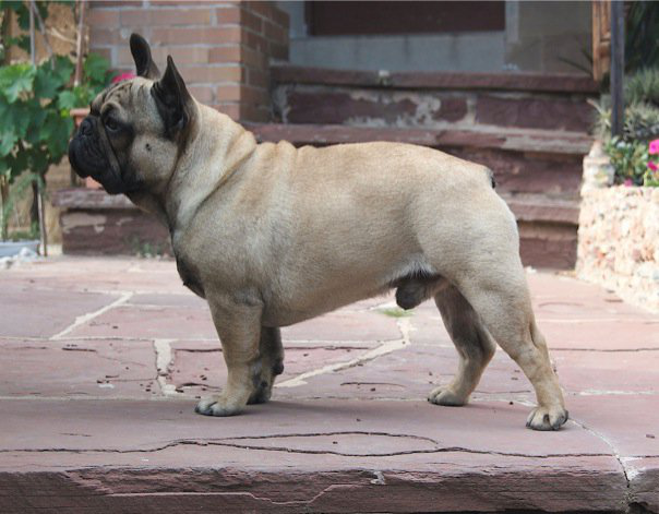 Bulldog Breeds!截图1