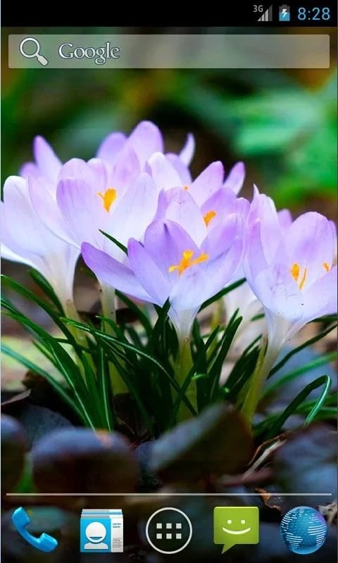 Amazing Spring Flowers截图1