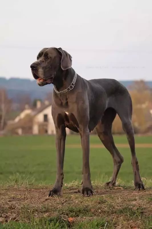 Great Dane Dog截图1