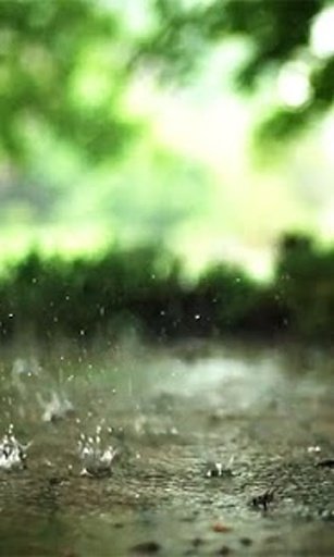 Raining in spring LWP截图1