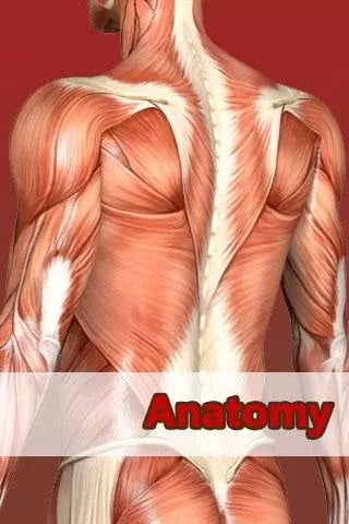 Muscles anatomy free截图2