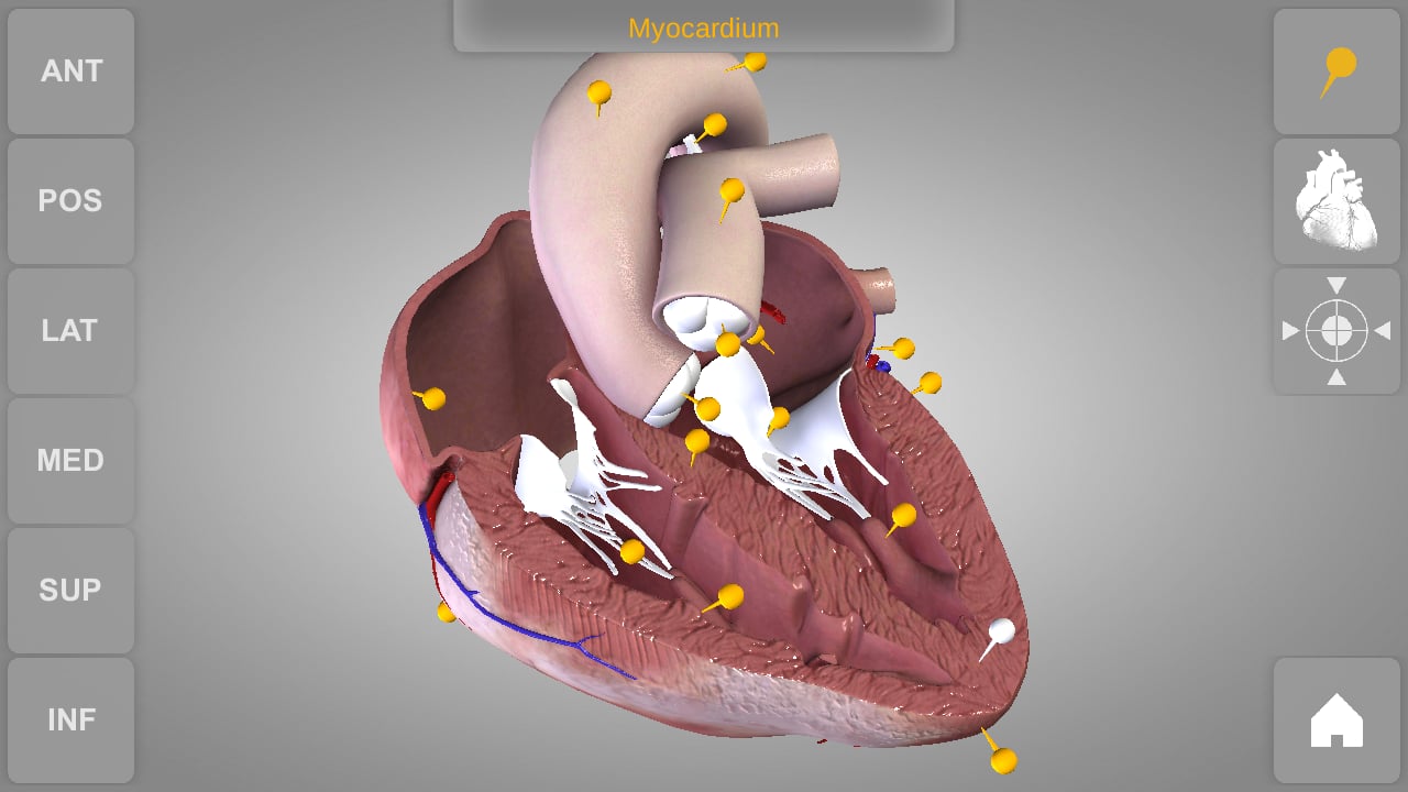 Heart 3D Atlas of Anatomy Preview截图7