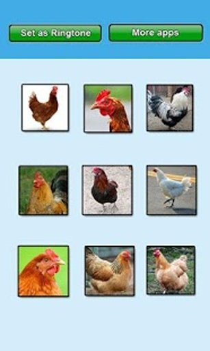 Chicken sounds and Ringtones截图7