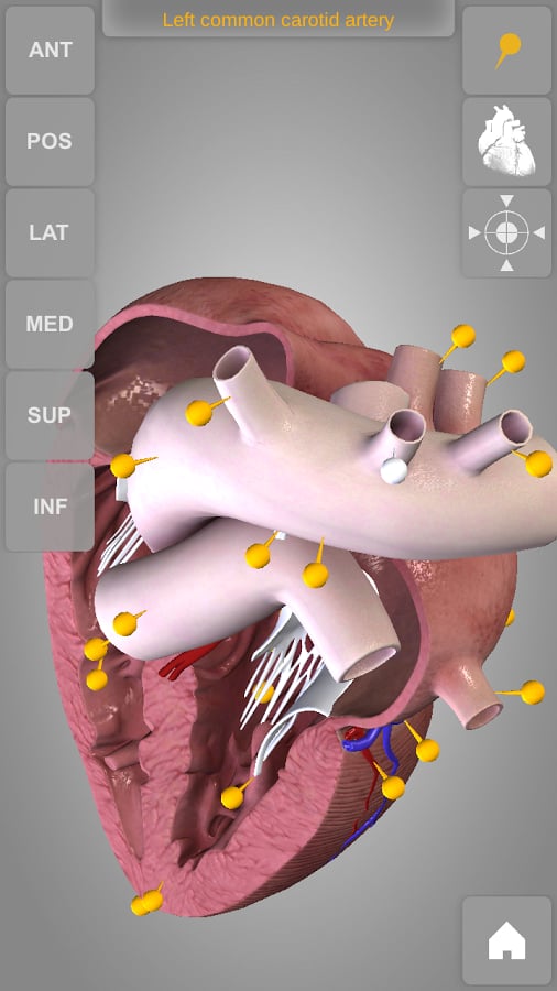 Heart 3D Atlas of Anatomy Preview截图2