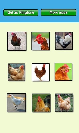 Chicken sounds and Ringtones截图8