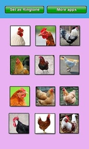 Chicken sounds and Ringtones截图1