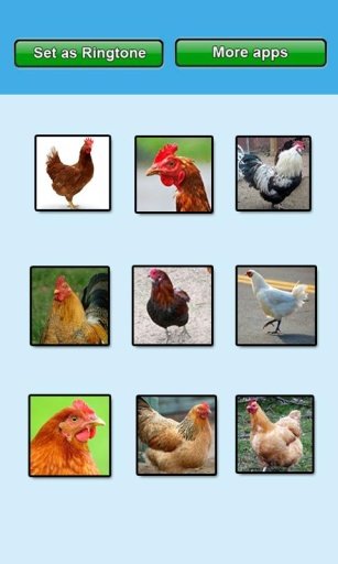 Chicken sounds and Ringtones截图4