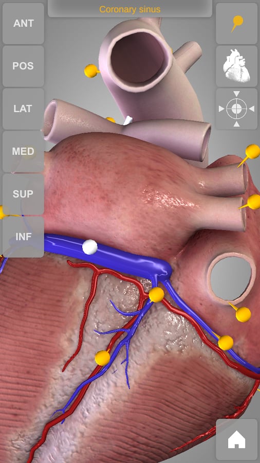 Heart 3D Atlas of Anatomy Preview截图10