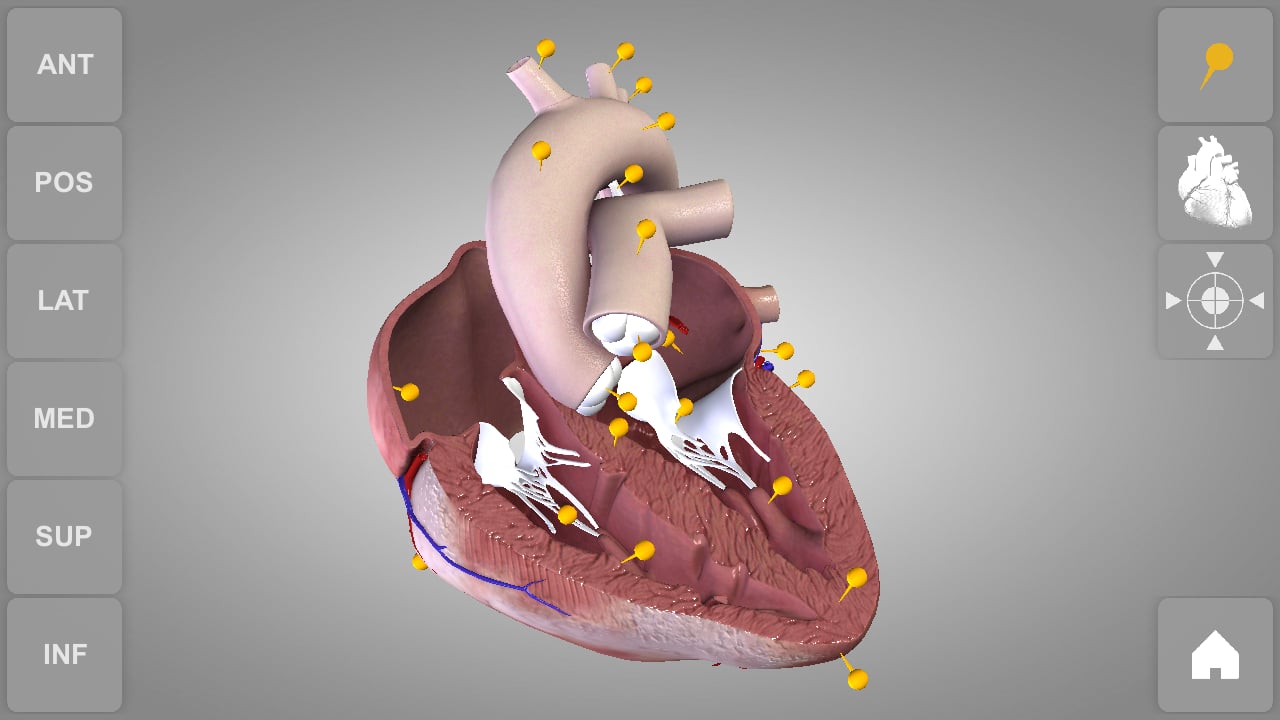 Heart 3D Atlas of Anatomy Preview截图5