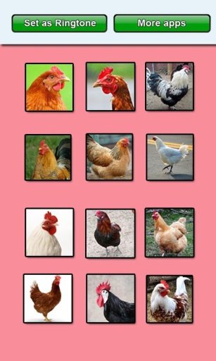 Chicken sounds and Ringtones截图2