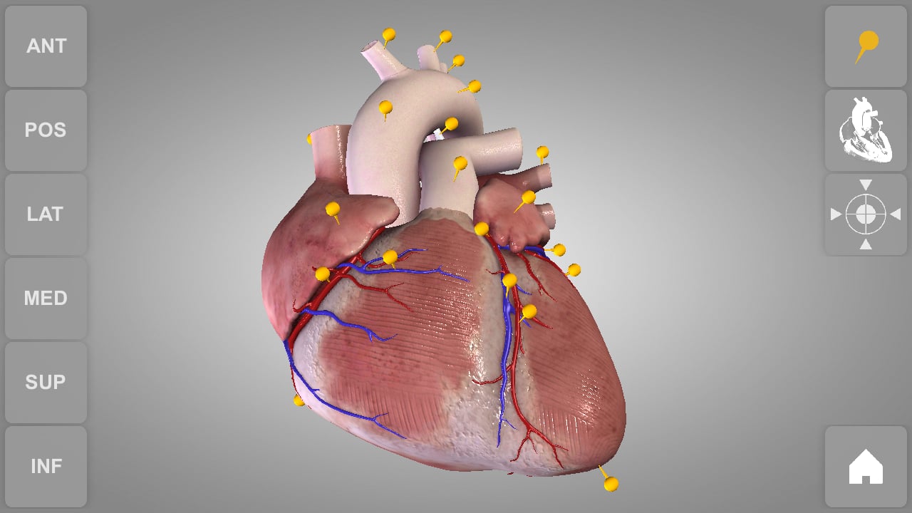Heart 3D Atlas of Anatomy Preview截图1