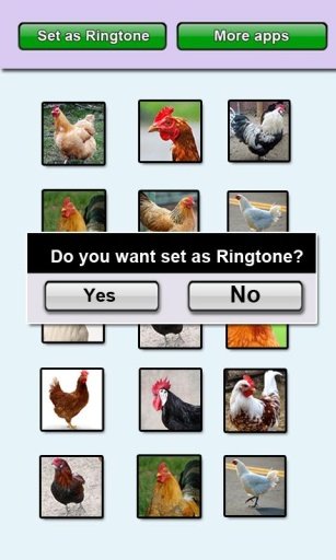 Chicken sounds and Ringtones截图3