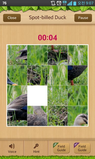 Birds of Korea Game截图4