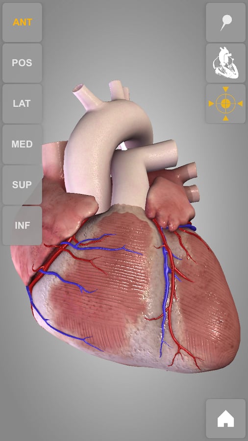 Heart 3D Atlas of Anatomy Preview截图6