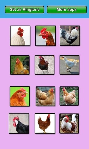 Chicken sounds and Ringtones截图6