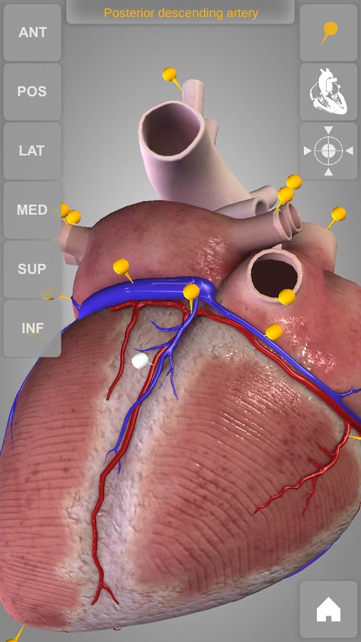 Heart 3D Atlas of Anatomy Preview截图3
