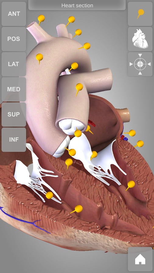 Heart 3D Atlas of Anatomy Preview截图11