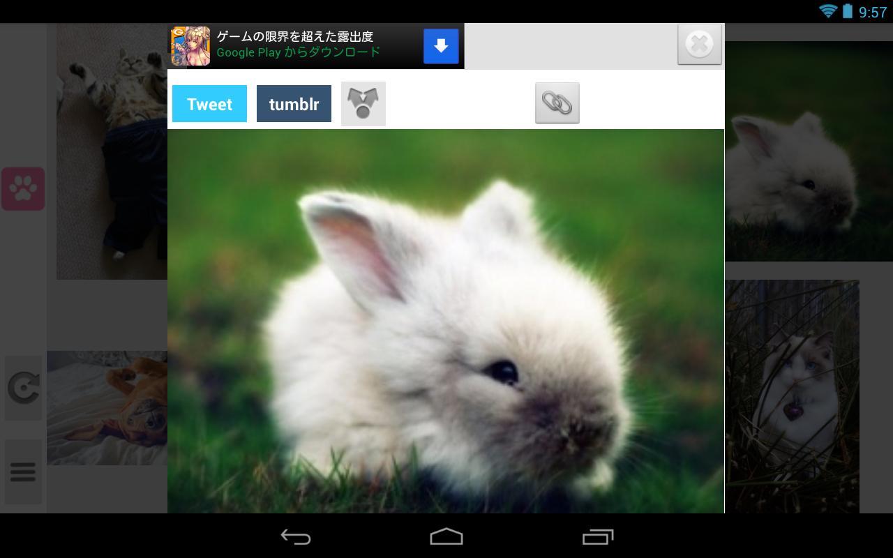 kuc.Cutest (cute animal photo)截图5