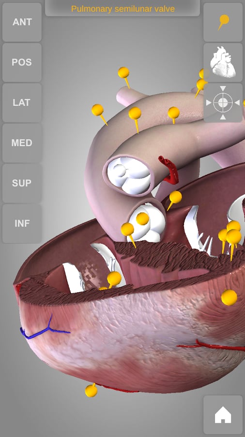 Heart 3D Atlas of Anatomy Preview截图4