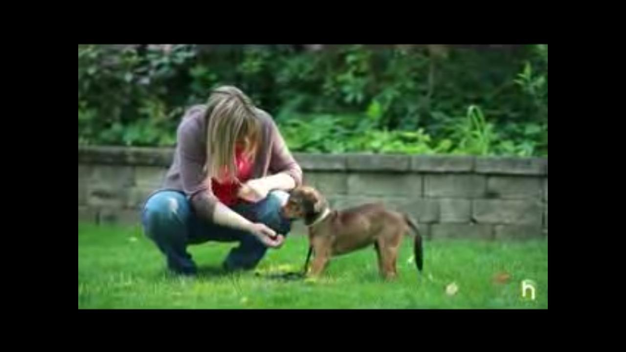 Dog Training FREE截图1