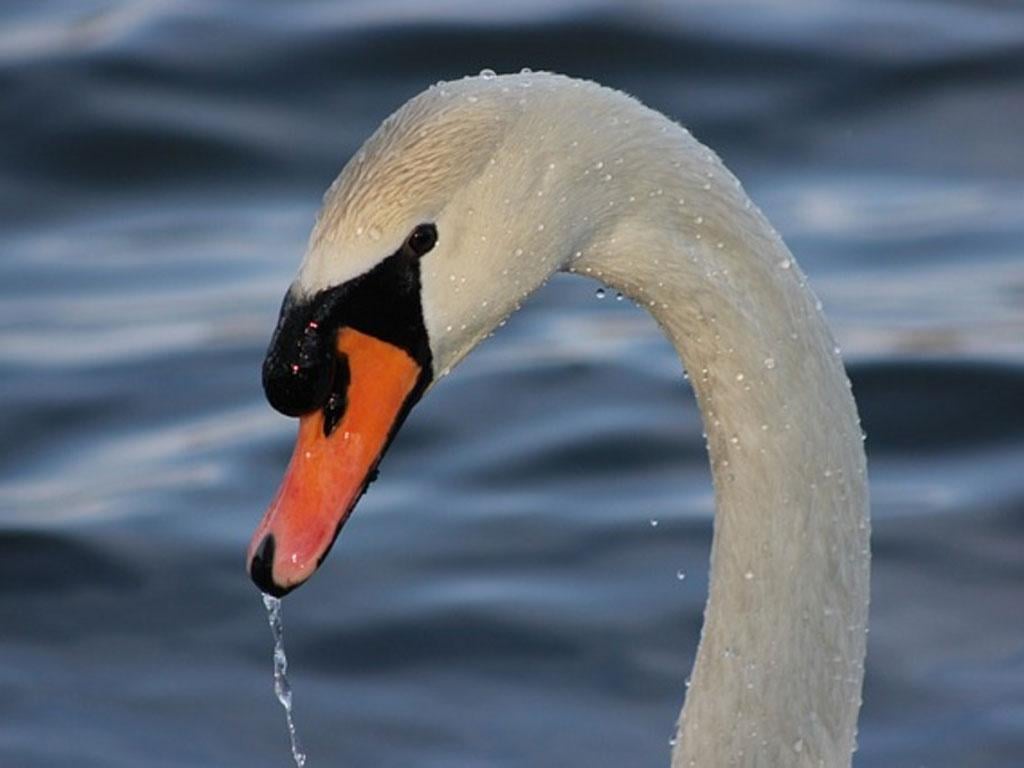 Beautiful Swan Photo Fre...截图11