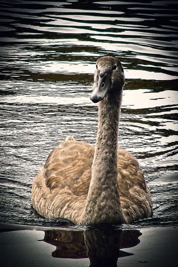 Beautiful Swan Photo Fre...截图10