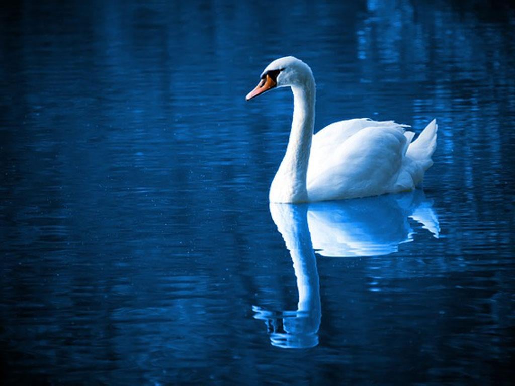 Beautiful Swan Photo Fre...截图2